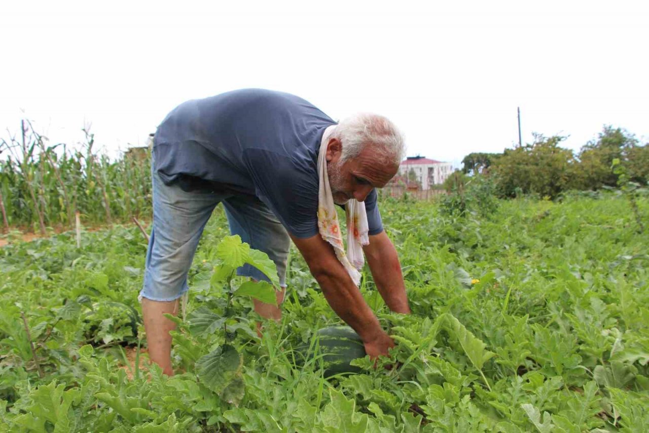 Yalıncak karpuzu tehlike altında