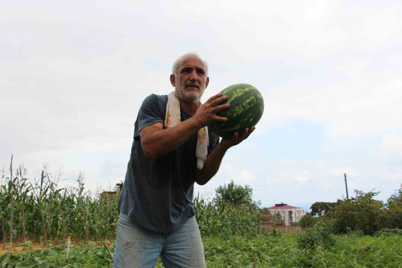 Yalıncak karpuzu tehlike altında