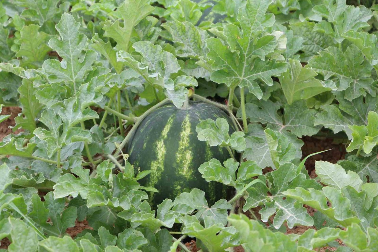 Yalıncak karpuzu tehlike altında