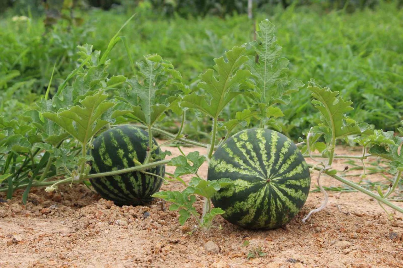 Yalıncak karpuzu tehlike altında