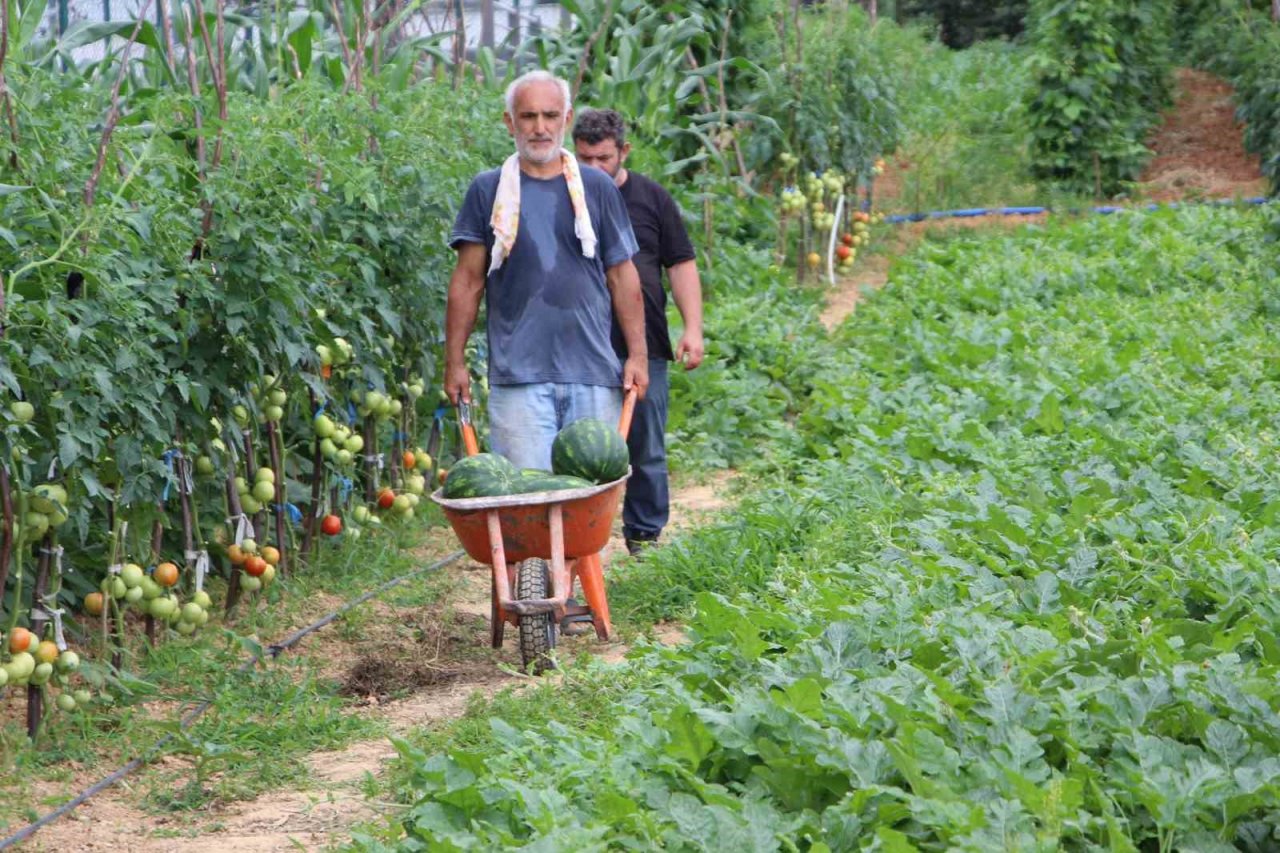Yalıncak karpuzu tehlike altında