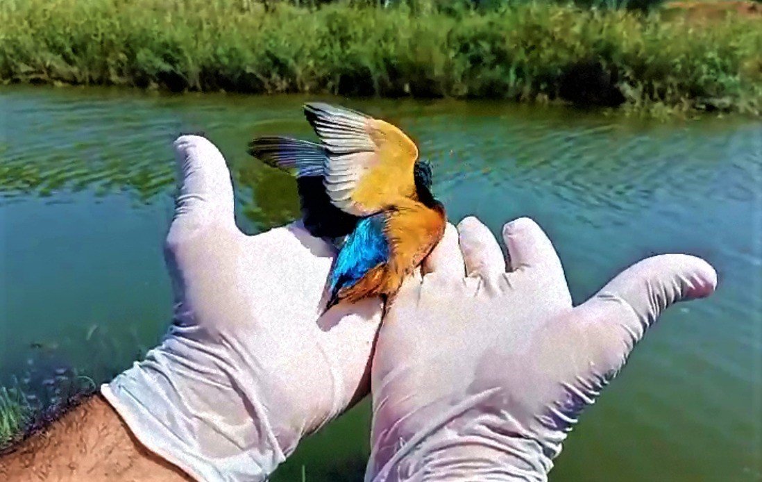 Yalıçapkınları Kuşadası’nı çok sevdi