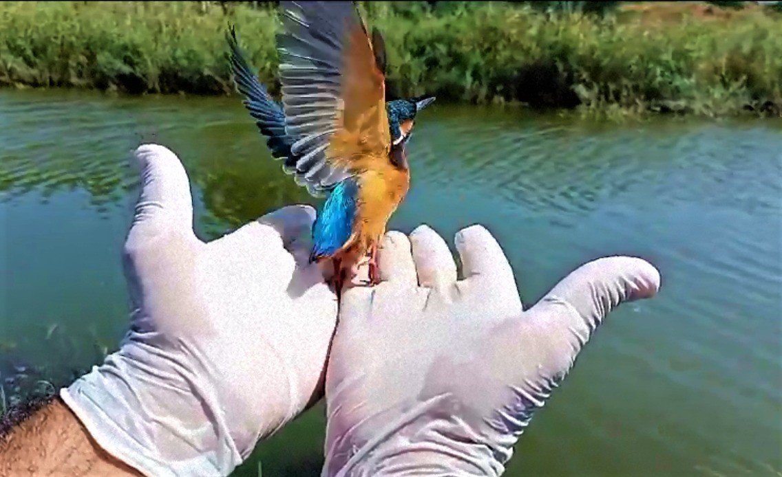 Yalıçapkınları Kuşadası’nı çok sevdi