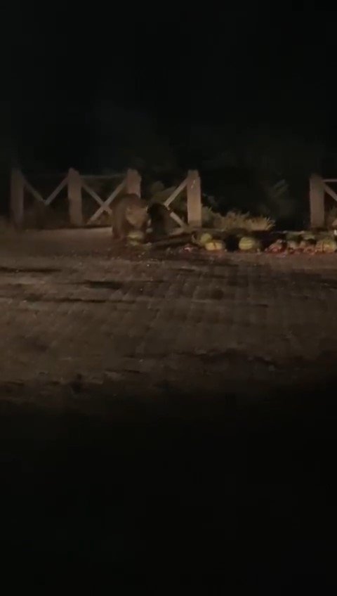 Uludağ’ın meşhur ayı ailesine karpuz festivali düzenledi