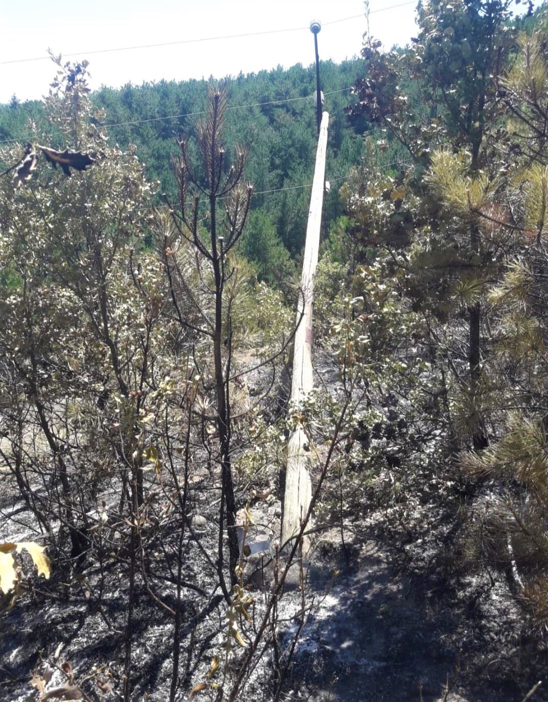 Köylülerin müdahalesi ormanı yanmaktan kurtardı