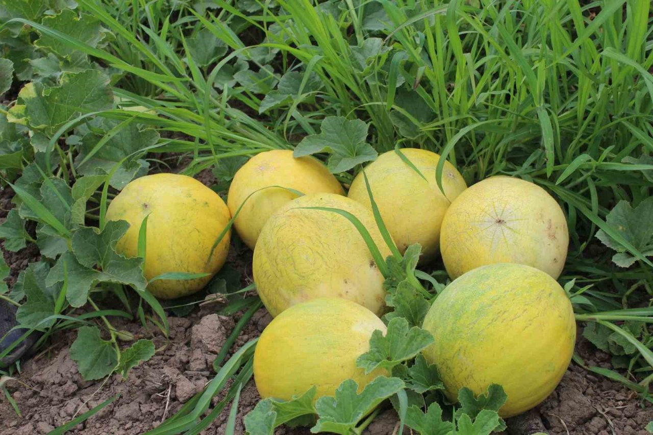 Baldan tatlı kavun: Süheyla