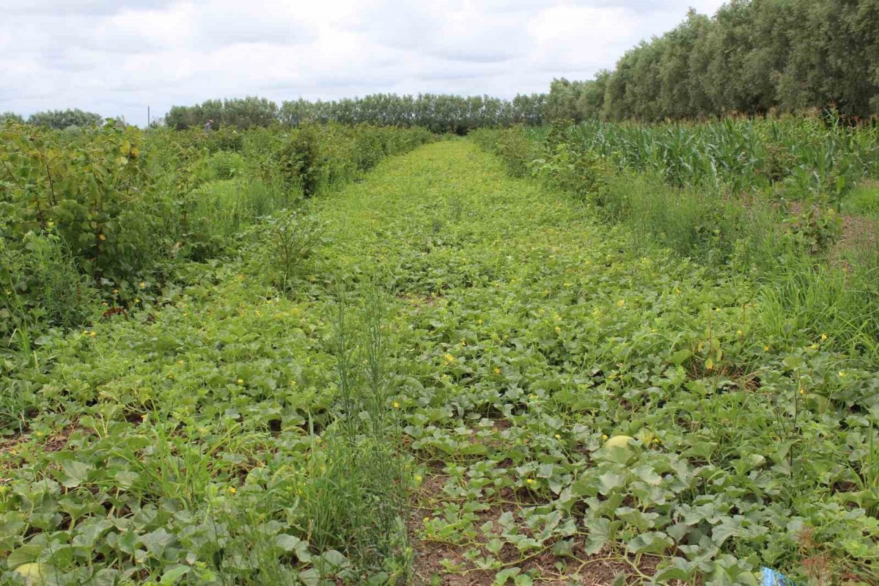 Baldan tatlı kavun: Süheyla