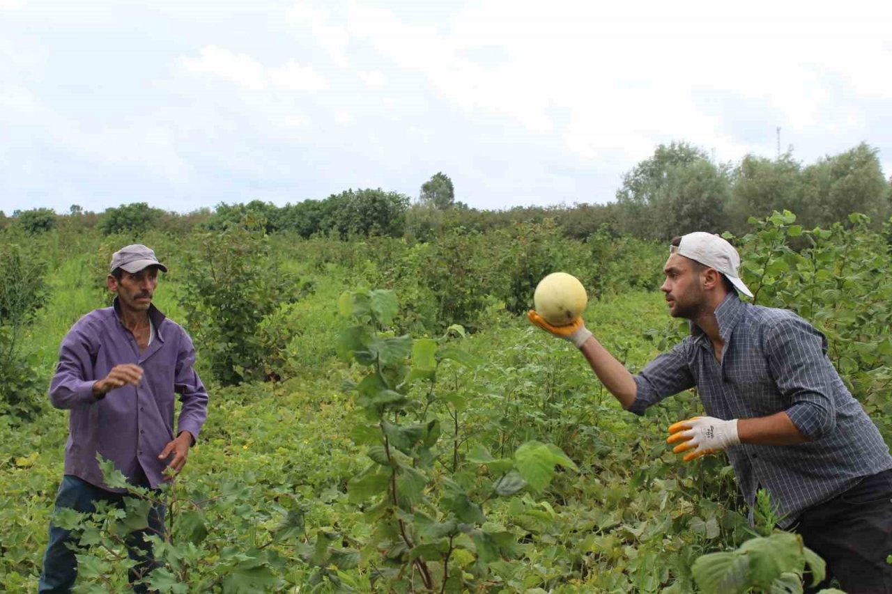 Baldan tatlı kavun: Süheyla
