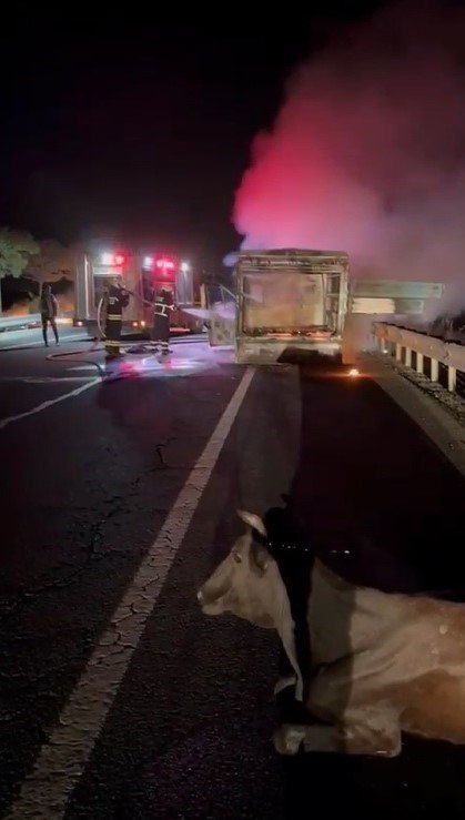 Alev topuna dönen kamyonetin arkasında inekler istifini bozmadan oturdu