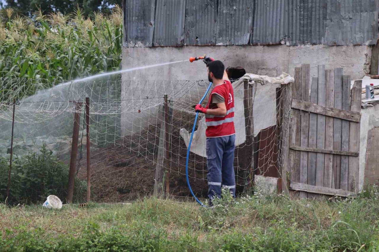 Asya Kaplanı türüne dikkat