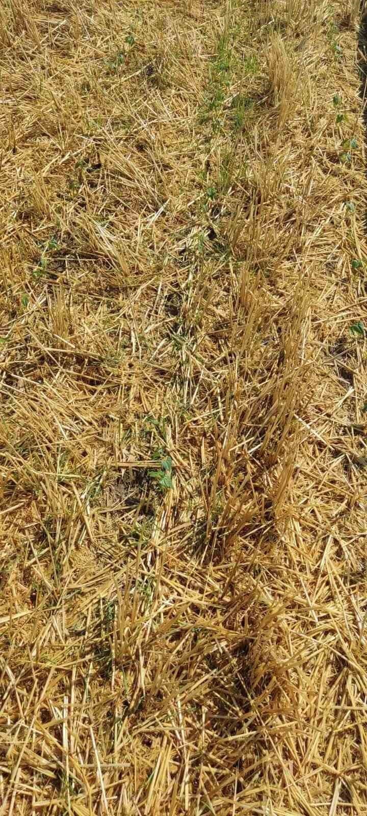 Hasattan sonra 2. ürün yüz güldürdü