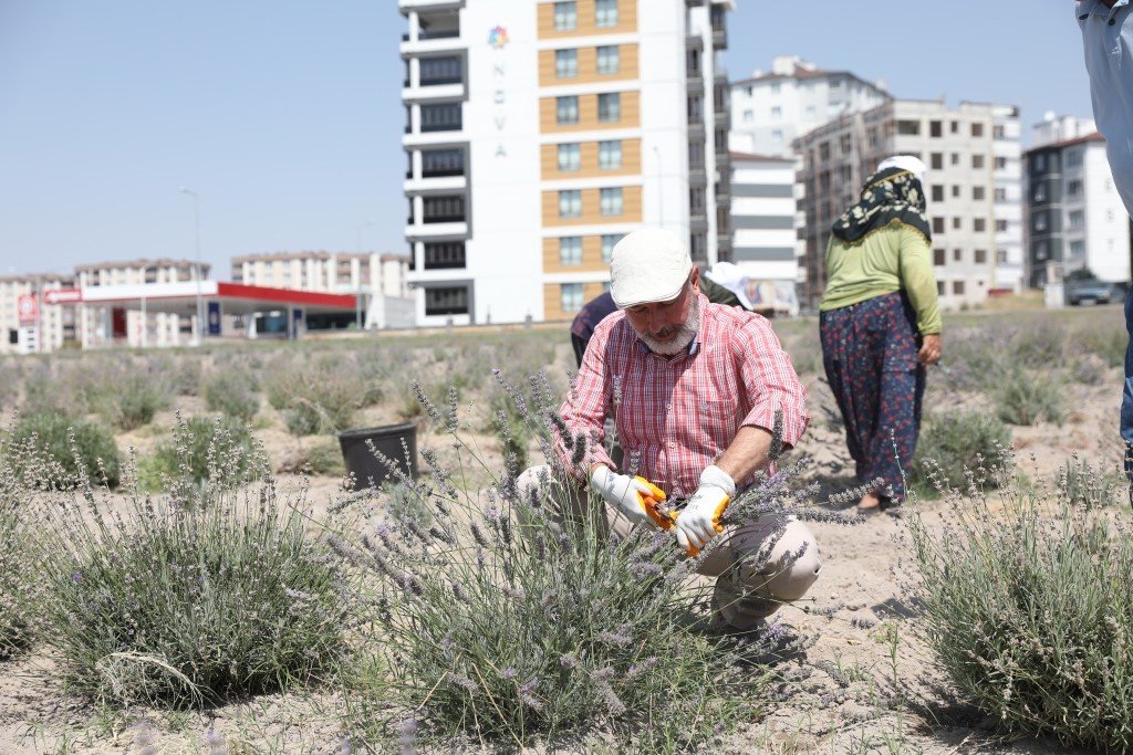 Başkan Çolakbayrakdar: "Şehri renklendiren lavanta bahçesinin sayısını artıracağız"