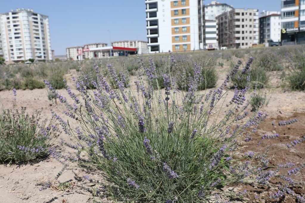 Başkan Çolakbayrakdar: "Şehri renklendiren lavanta bahçesinin sayısını artıracağız"