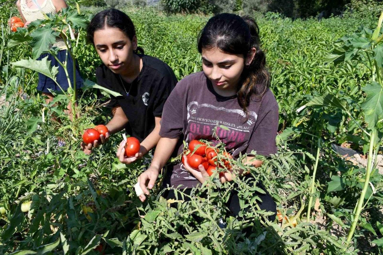 Minik eller can dostlar için Adabahçe’de hasat yaptı