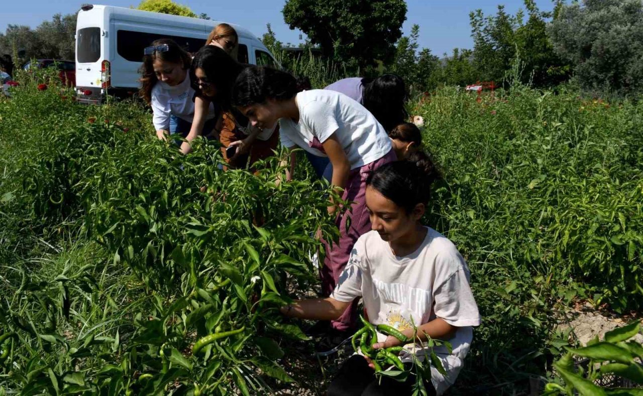 Minik eller can dostlar için Adabahçe’de hasat yaptı