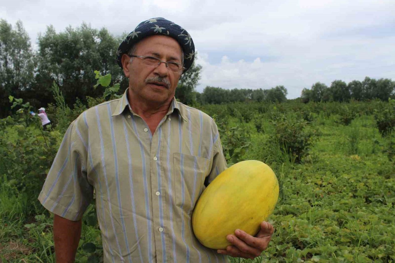Baldan tatlı kavun: Süheyla