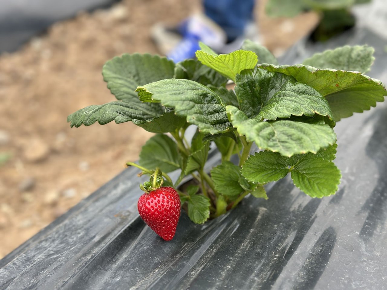 Başkan Yüce traktörün direksiyonuna geçti, çilek hasadına katıldı