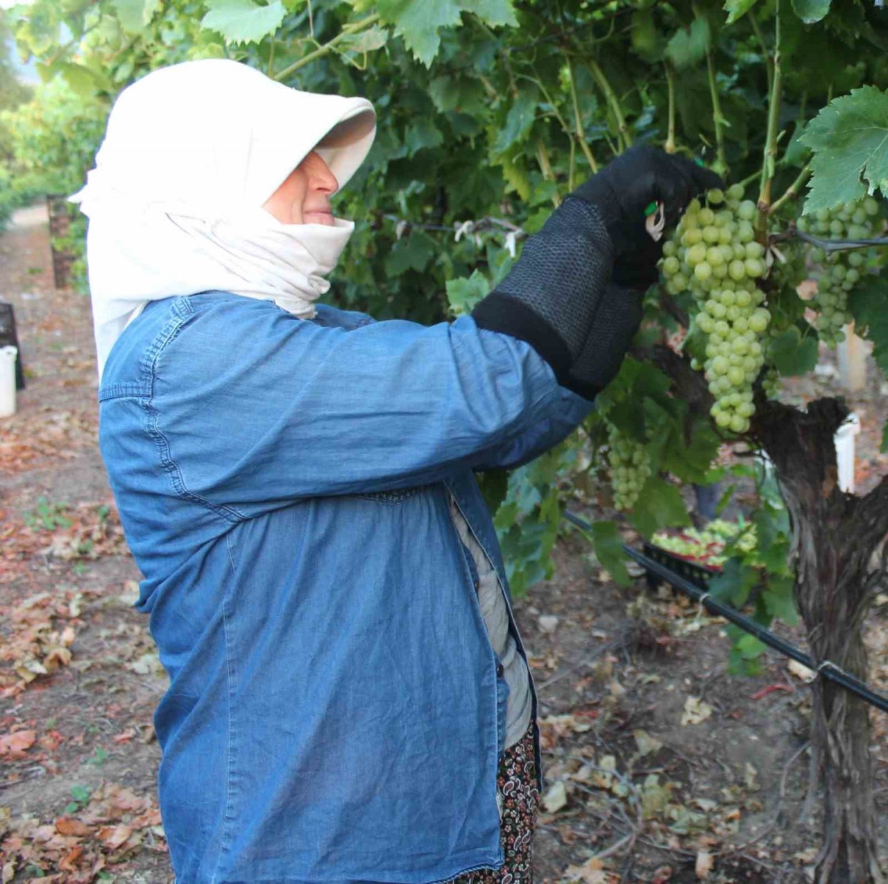 Üzümde hasat ve ihracat tarihleri belirlendi