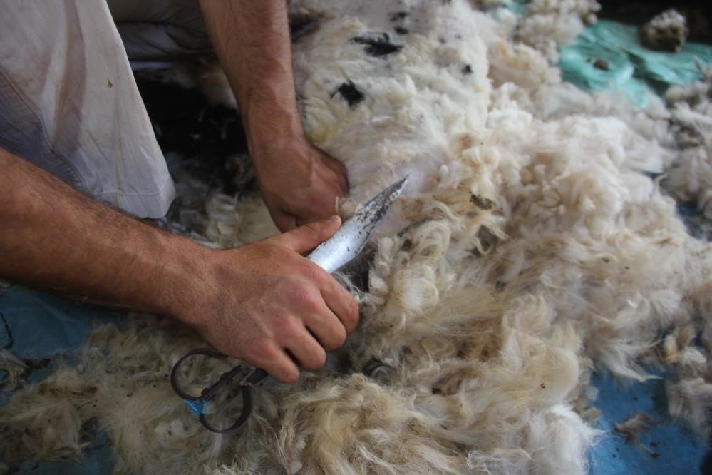 Yaylalarda koyun kırkma zamanı