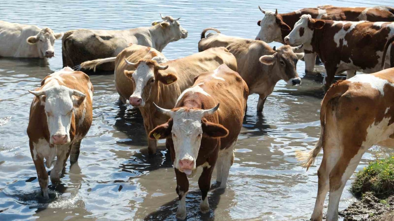 Besiciler sıcaktan etkilenen büyükbaş hayvanlarını gölette serinletiyor