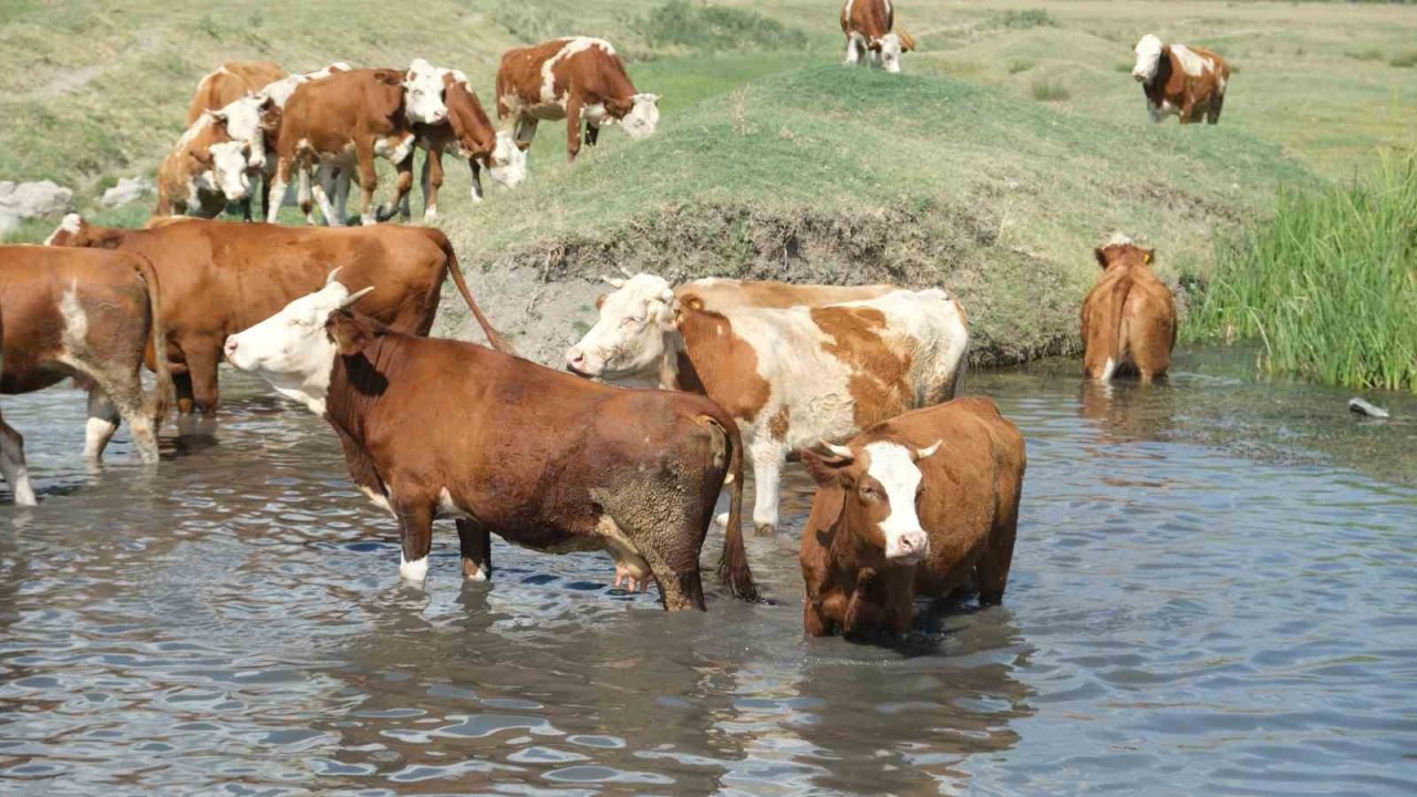 Besiciler sıcaktan etkilenen büyükbaş hayvanlarını gölette serinletiyor