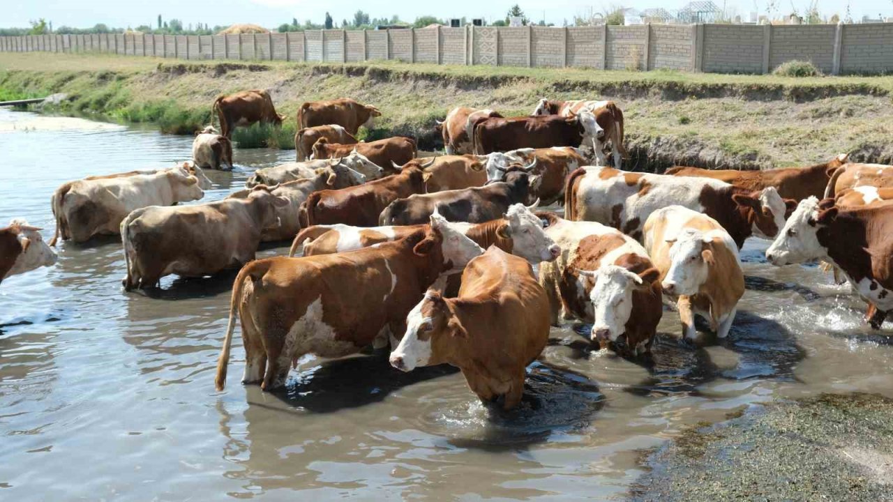 Besiciler sıcaktan etkilenen büyükbaş hayvanlarını gölette serinletiyor