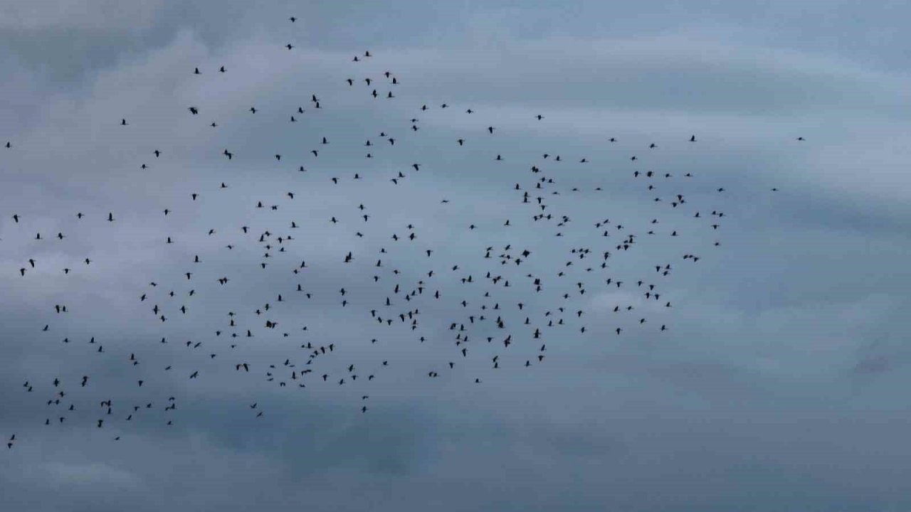 Leyleklerin İstanbul semalarında göç yolculuğu havadan görüntülendi