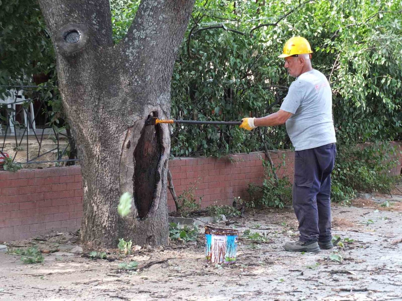 Balıkesir’de abide ağaçlara bilimsel bakım