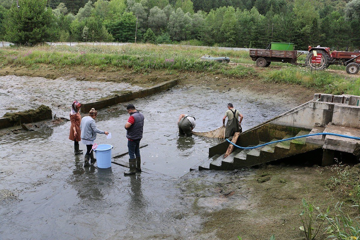 Bolu’da üretilen bir milyon yavru sazan Ankara’ya gönderildi