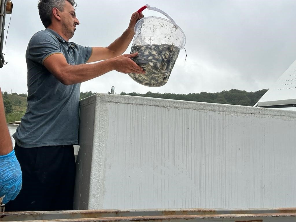 Bolu’da üretilen bir milyon yavru sazan Ankara’ya gönderildi