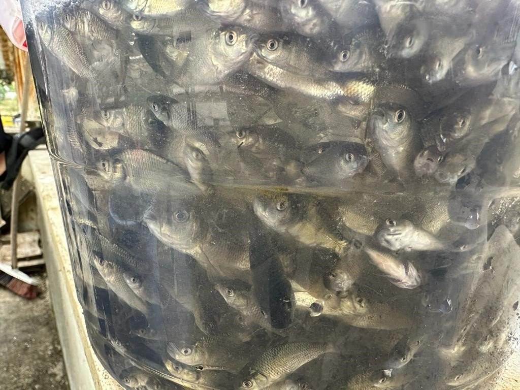 Bolu’da üretilen bir milyon yavru sazan Ankara’ya gönderildi