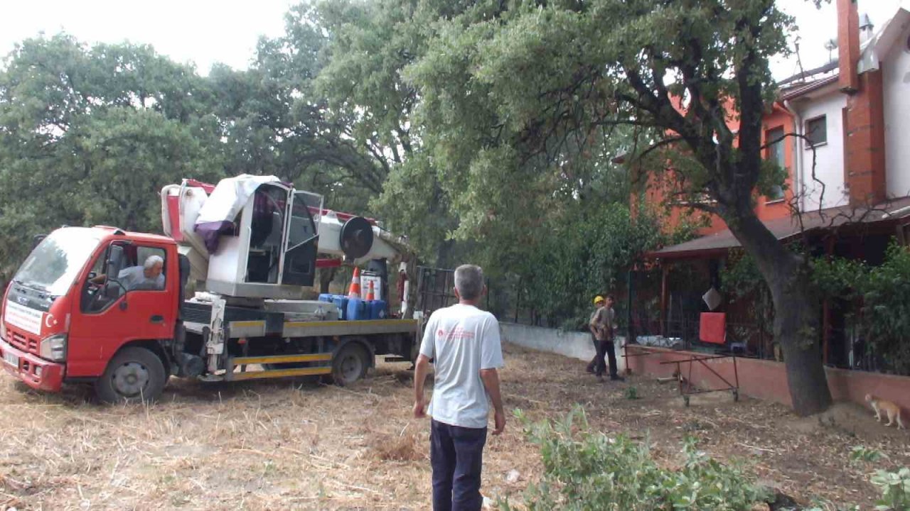 Balıkesir’de abide ağaçlara bilimsel bakım