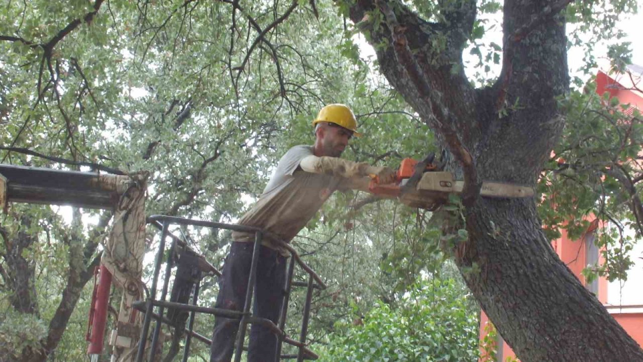 Balıkesir’de abide ağaçlara bilimsel bakım