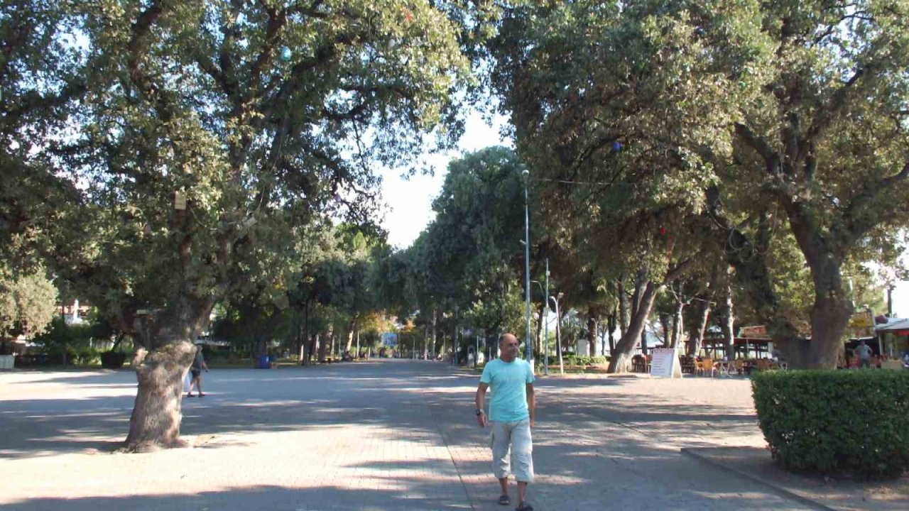 Balıkesir’de abide ağaçlara bilimsel bakım