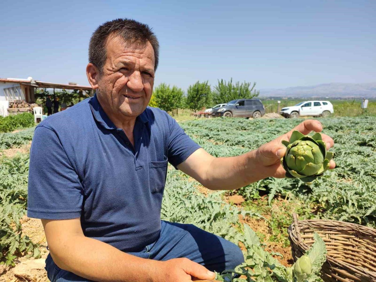 İlk kez dikilen enginar 20 gün sonra ihracata hazır olacak
