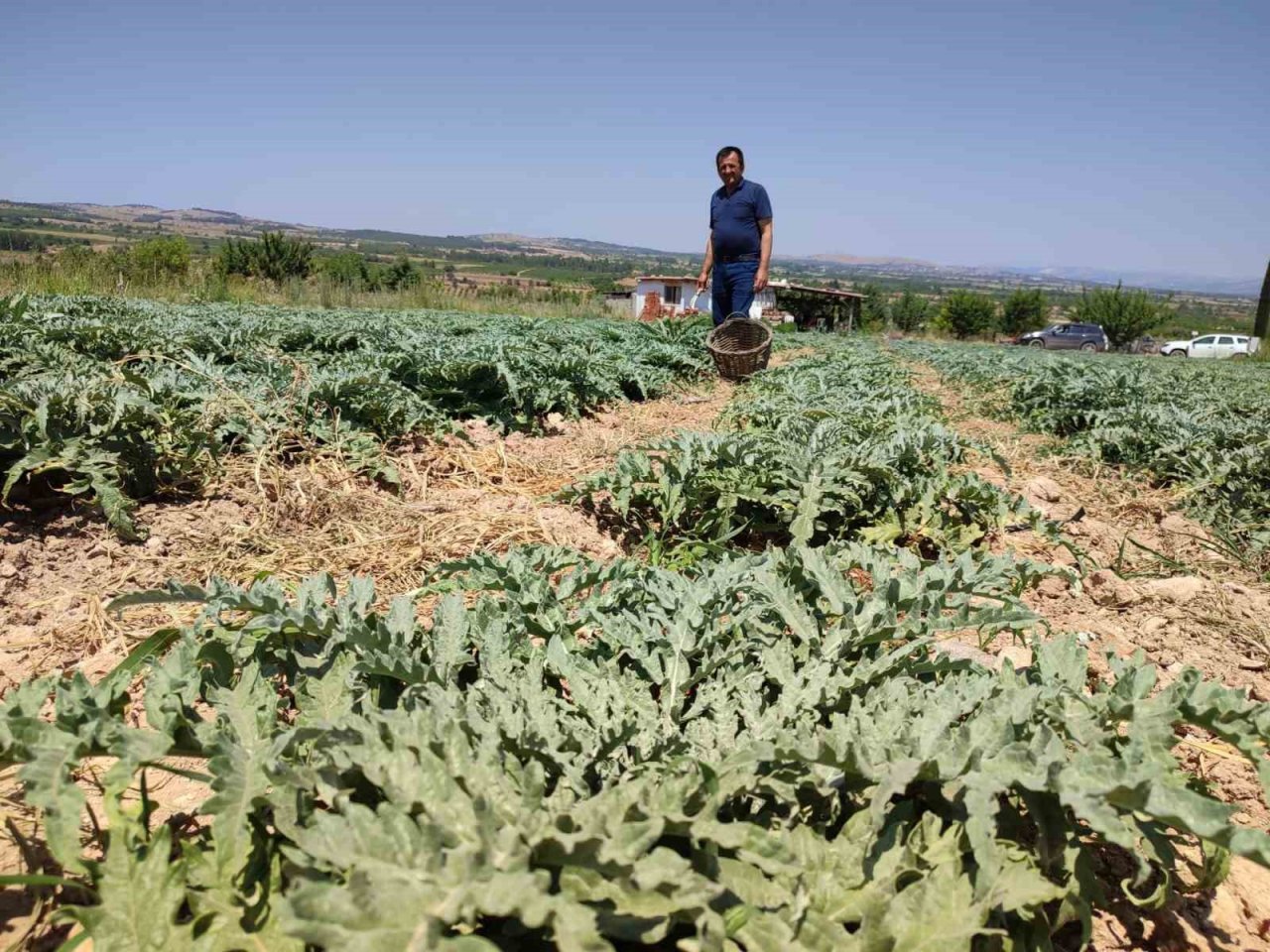 İlk kez dikilen enginar 20 gün sonra ihracata hazır olacak