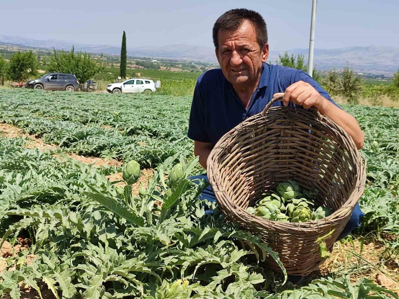 İlk kez dikilen enginar 20 gün sonra ihracata hazır olacak
