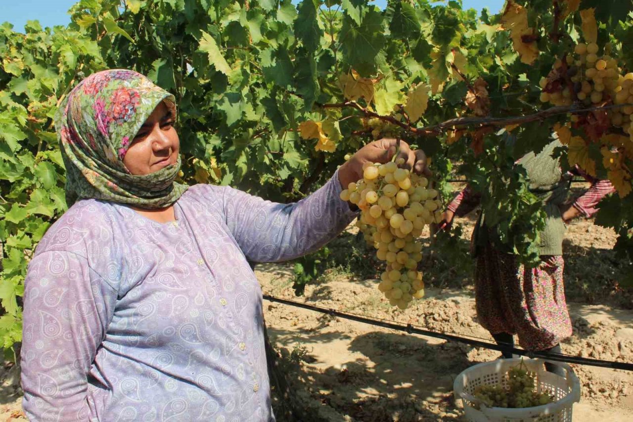 Sultani üzümde ilk ihracat tırları yola çıktı