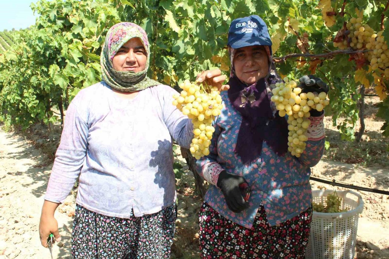 Sultani üzümde ilk ihracat tırları yola çıktı