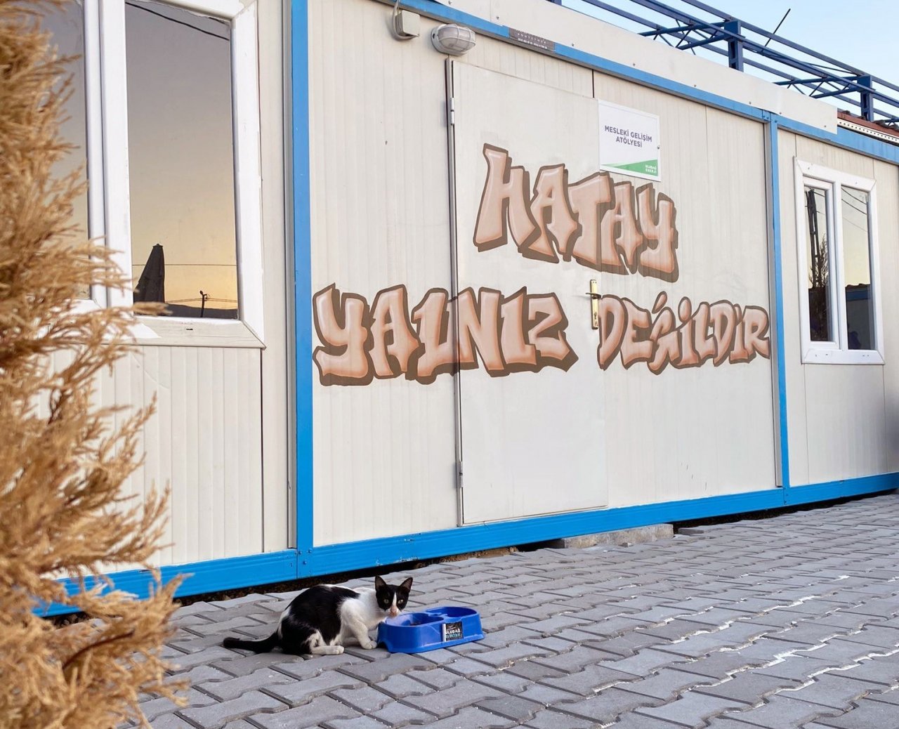 Uludağ Enerji, Hatay kampüsünde sokak hayvanlarını unutmadı