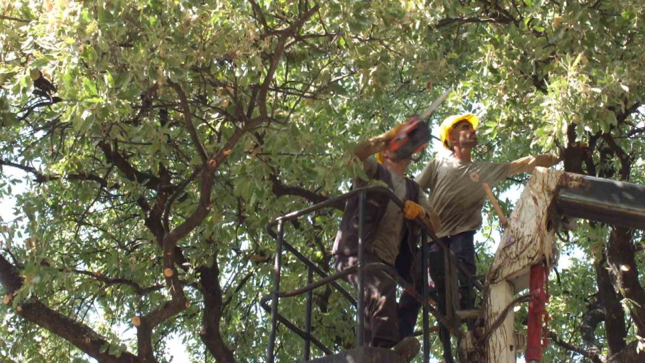 Balıkesir’de abide ağaçlara bilimsel bakım