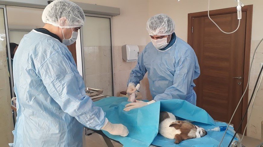 İnegöl Belediyesi barınağını ayda 400 kişi ziyaret ediyor