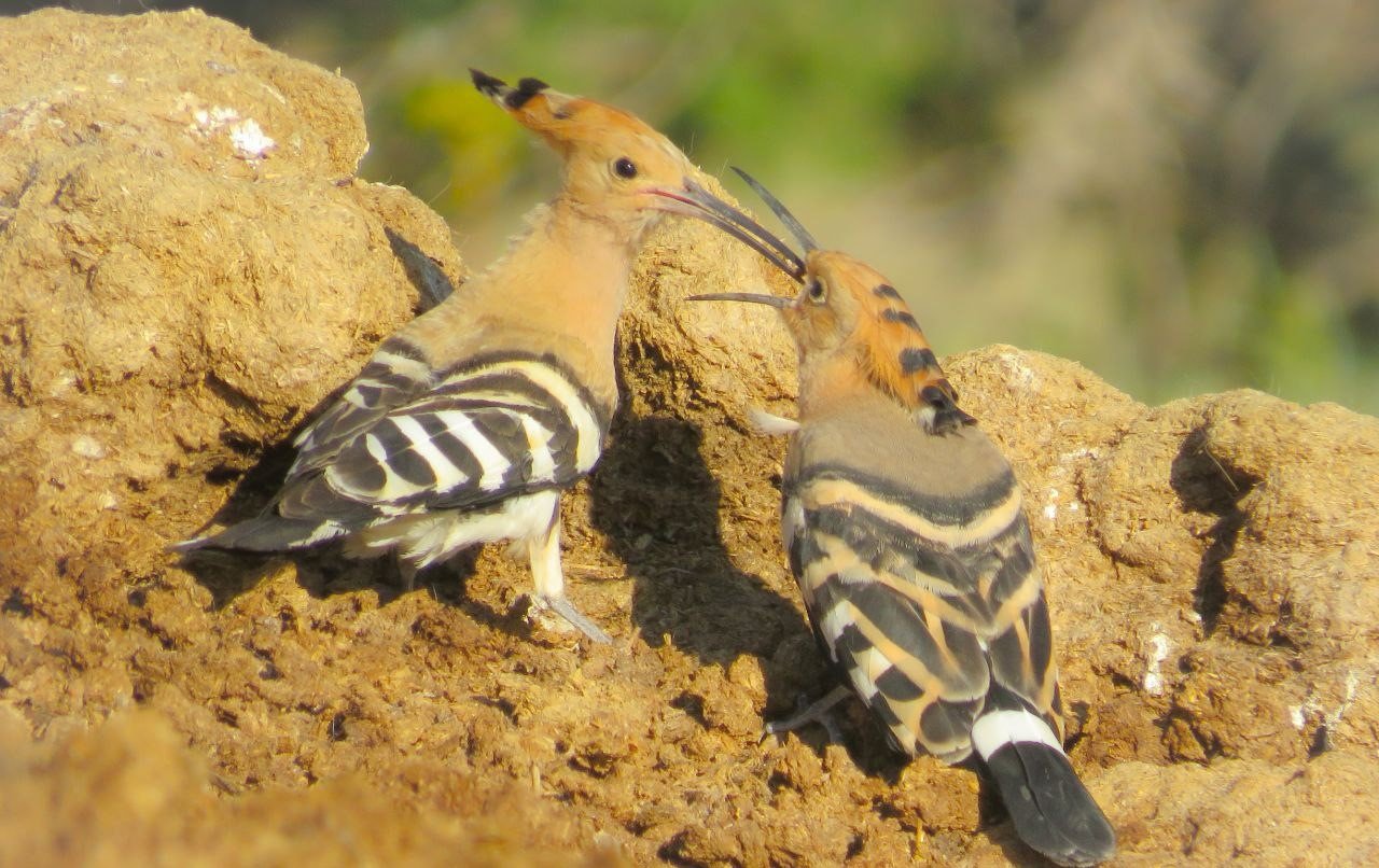 Kahramanmaraş’lı fotoğrafçı kuşların dünyasını keşfediyor