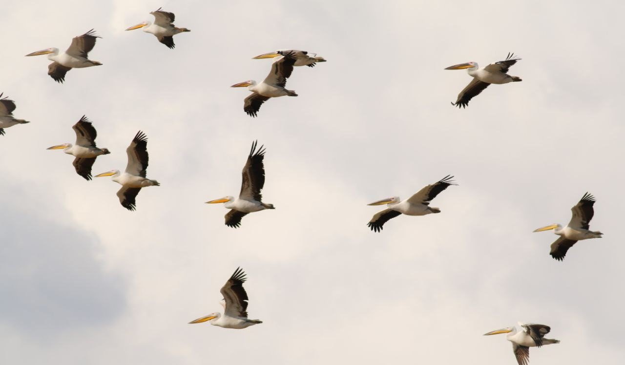 Kahramanmaraş’lı fotoğrafçı kuşların dünyasını keşfediyor