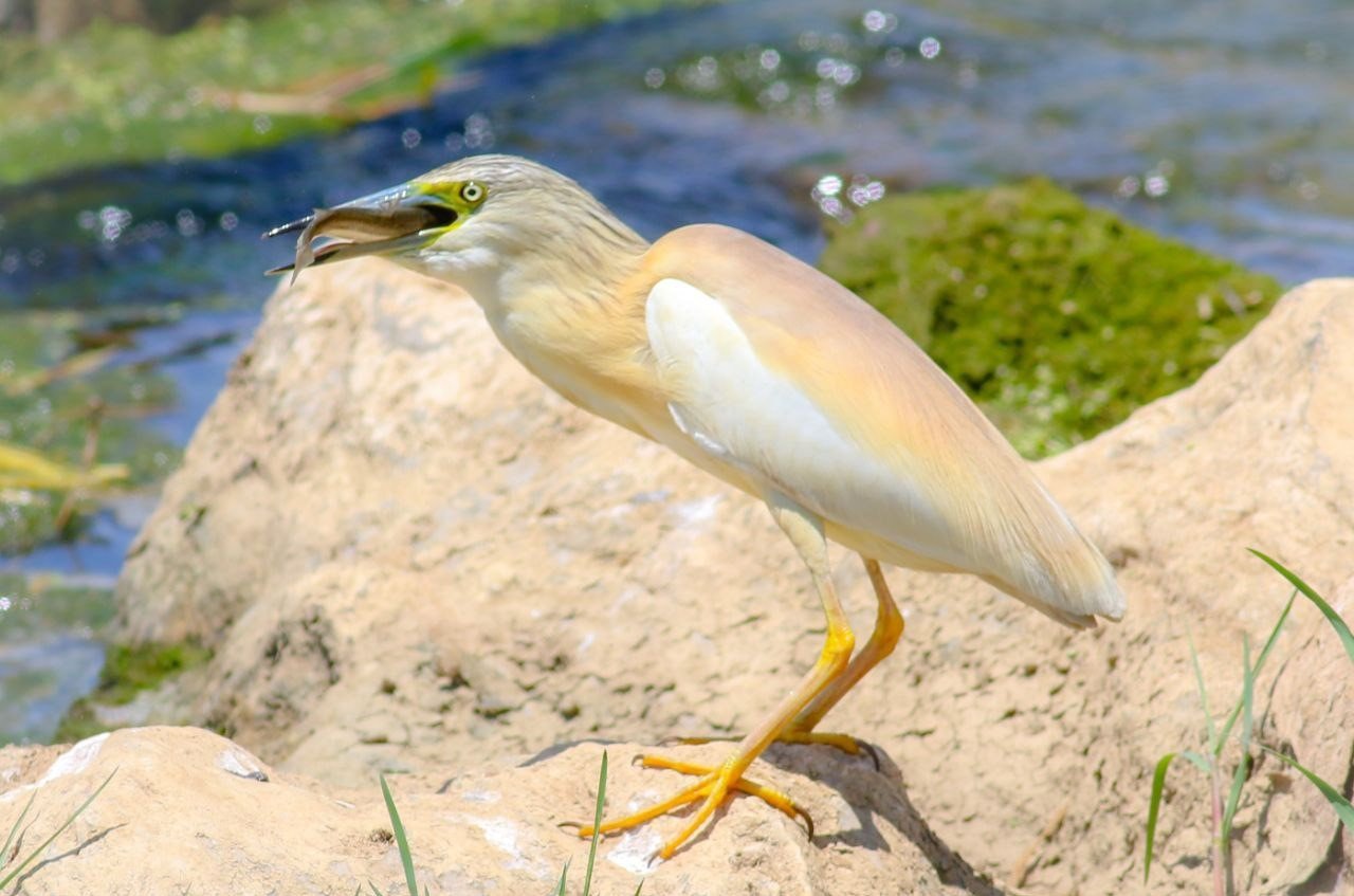 Kahramanmaraş’lı fotoğrafçı kuşların dünyasını keşfediyor