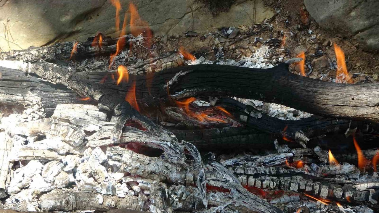 Şifa deposu harnupta hasat zamanı