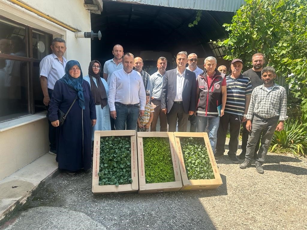 Kastamonu’da çiftçilere 80 bin fide dağıtıldı