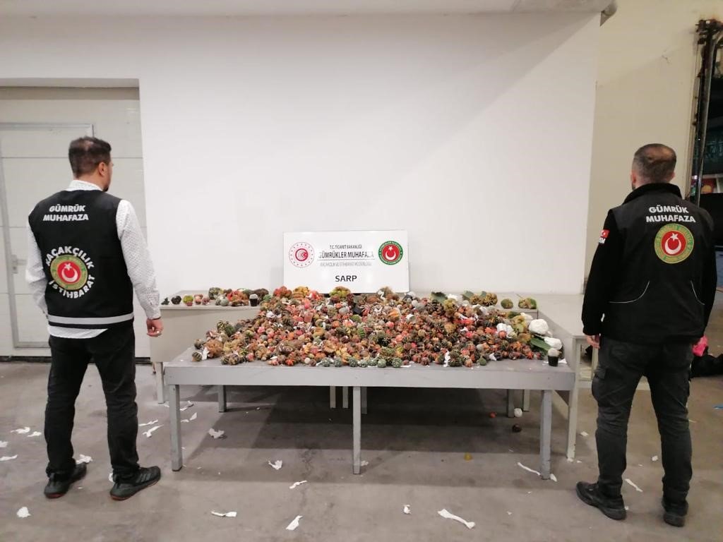 Sarp Sınır Kapısı’nda 2 bin 850 adet kaktüs ele geçirildi