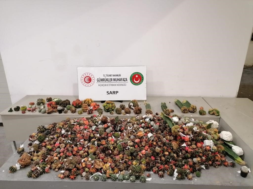 Sarp Sınır Kapısı’nda 2 bin 850 adet kaktüs ele geçirildi