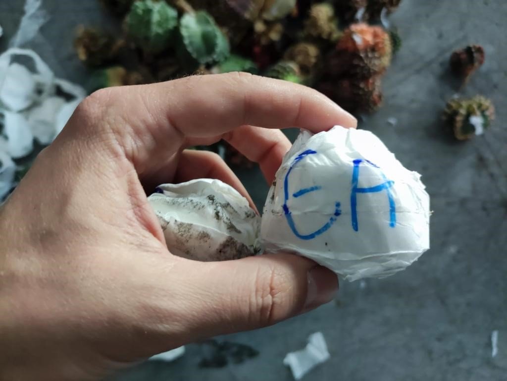 Sarp Sınır Kapısı’nda 2 bin 850 adet kaktüs ele geçirildi